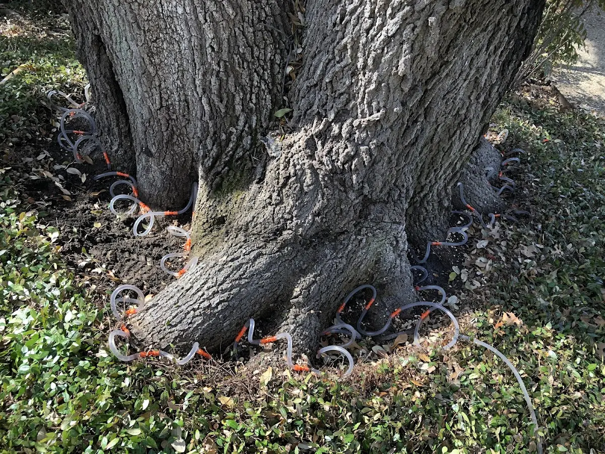 Detailed Shrub and Hedge Trimming job site in Olla
