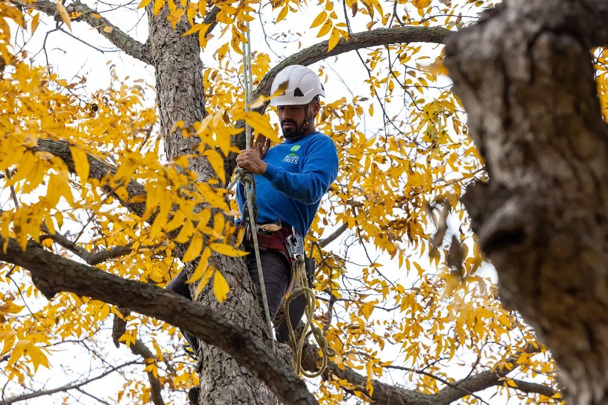 Skilled Tree Transplanting crew working in Olla